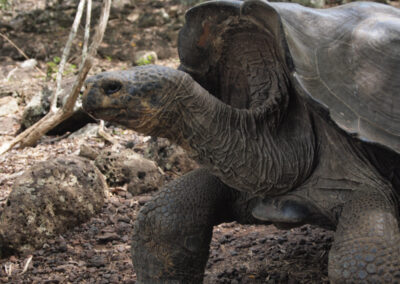 Giant Tortoise