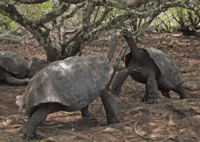 Giant Tortoise standoff