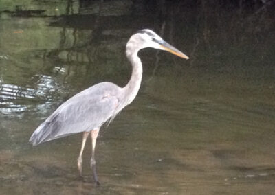 Heron