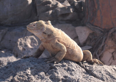 SF land iguana