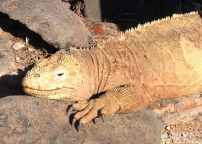 SF land iguana