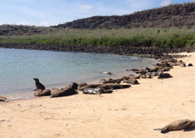 SF sea lions