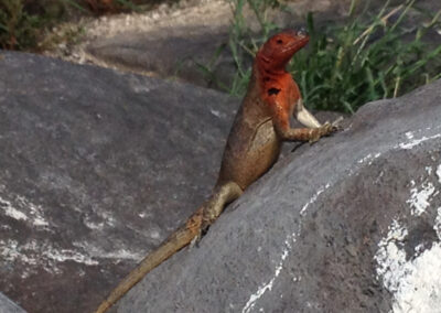 lava lizard