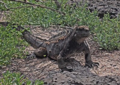 marine iguana