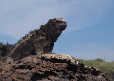 marine iguana