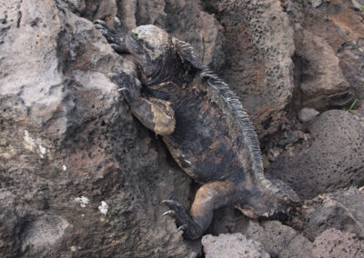 marine iguana