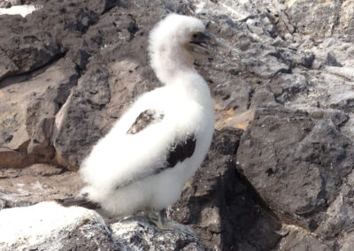 masked boobie chick