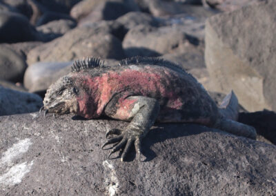 p suarez marine iguana