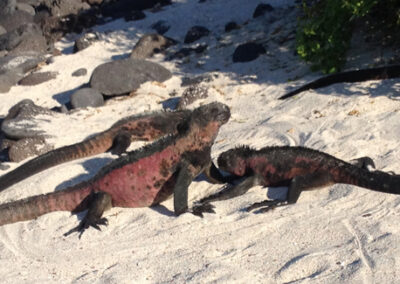 p suarez marine iguana