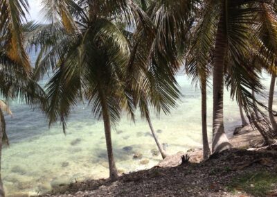 palm trees Il a Vache