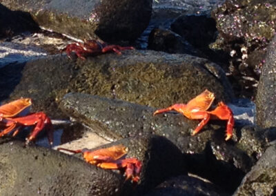 Sally Lightfoot crabs