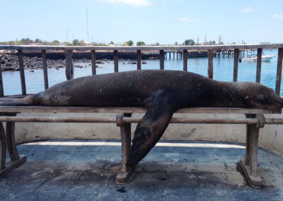 sea lion on bench