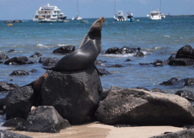 sea lions