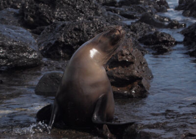 sea lions