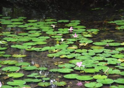 water lilies Botanic gardens