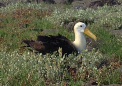 waved albatross